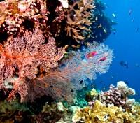 Great Barrier Reef